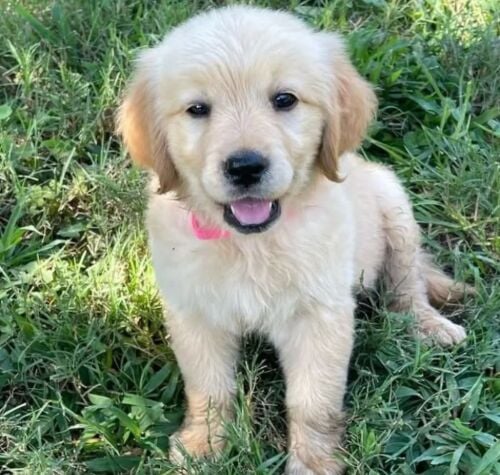 Golden retriever puppies available