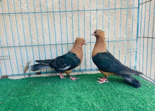 archangel breeding pair