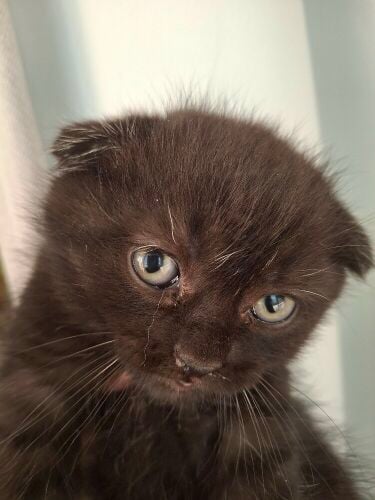 Black cat