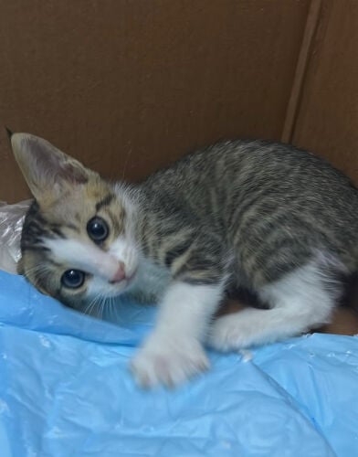 Male kitten for adoption 