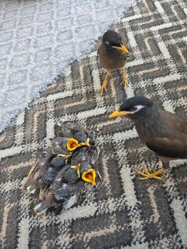 myna bird chicks
