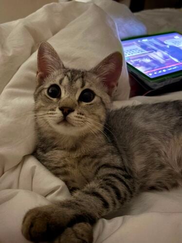 for adoption
