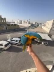 مكاو بلو اند قولد