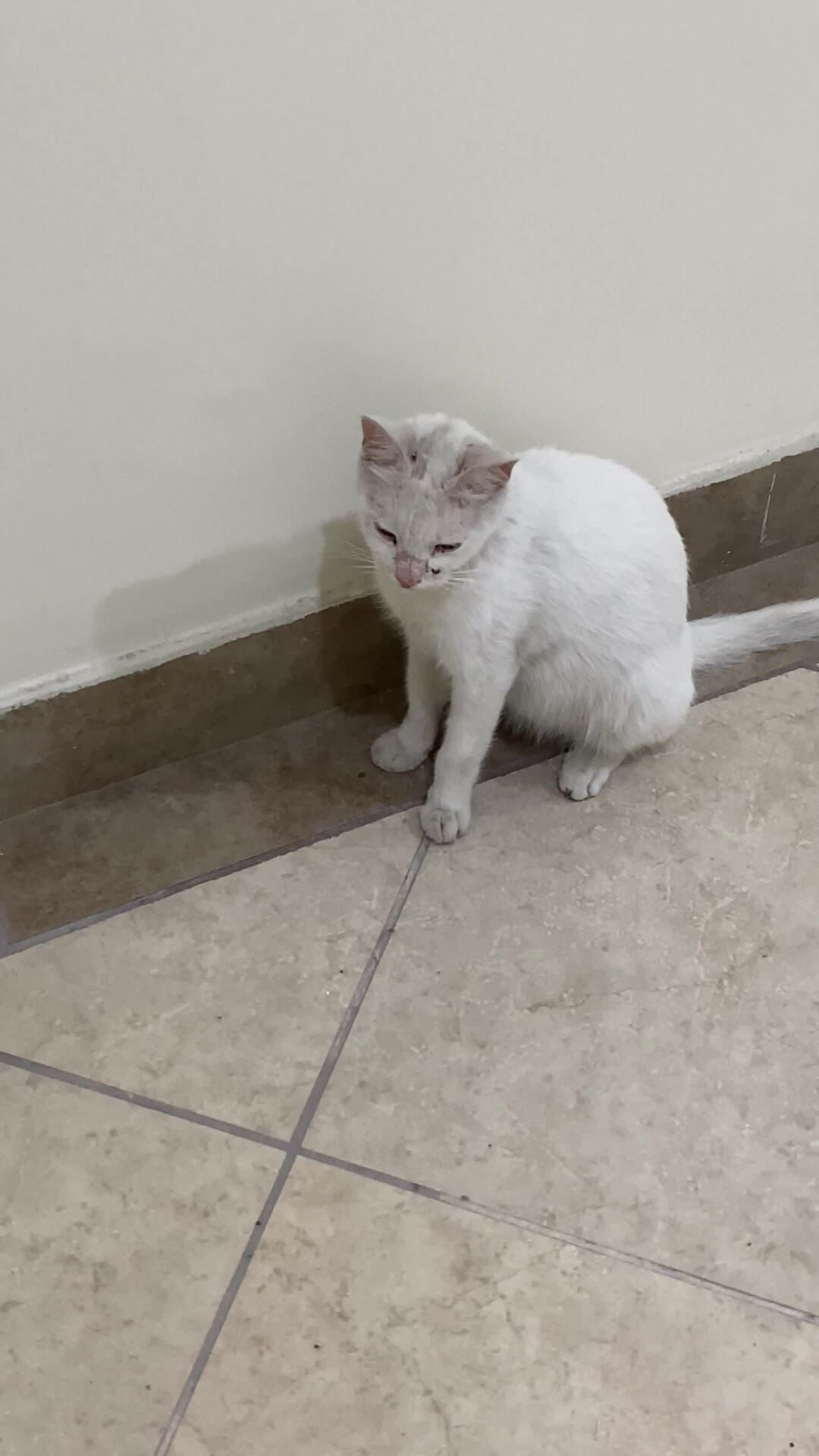For adoption