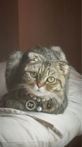female Scottish fold cat for sale 