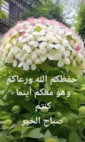شيخ الامام