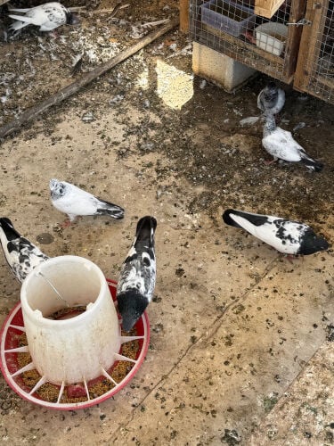 Pakistani pigeon urgent sell