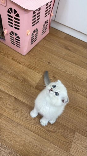 pure Scottish fold