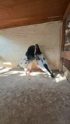 تيدي 