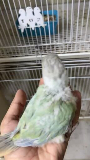 منت شيك كنيور