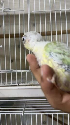 مون شيك كنيور