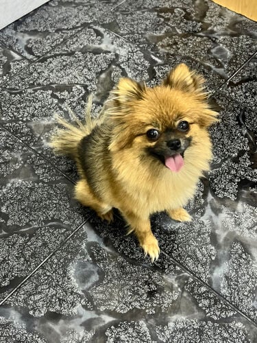 pomeranian female