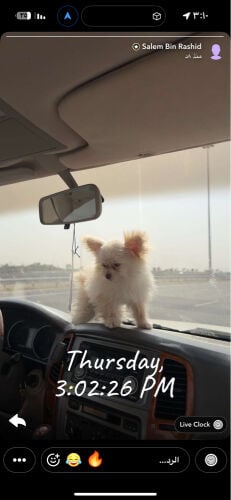 كلبه نثيه