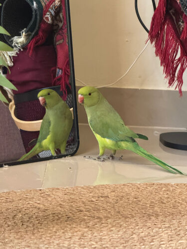 parrot Indian ringneck