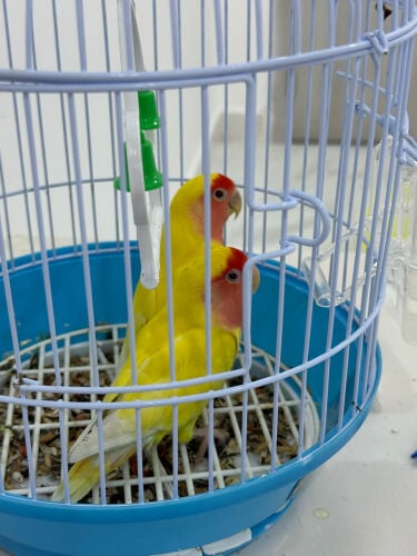 للبيع طيور الحب 