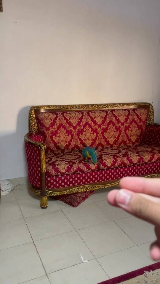 مكاو 