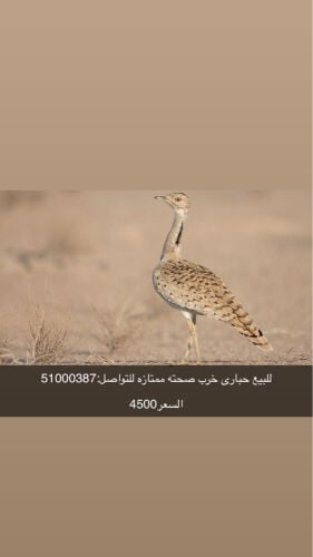 للبيع حبارى 