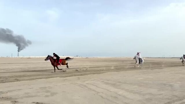 للبيع حصان شعبي 