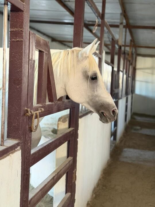 ايواء خيل 1000 ابو نخله 