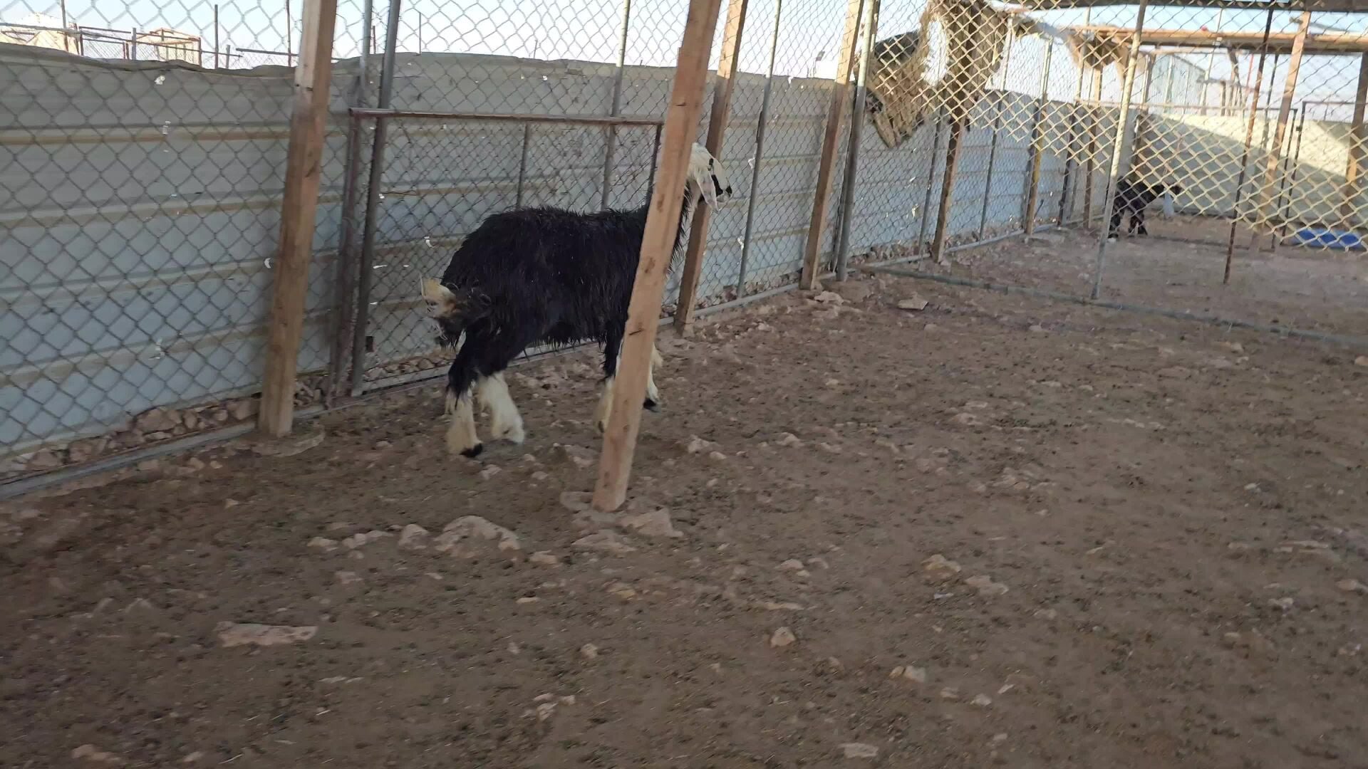 شاه نجديه طيبه ماشاء الله