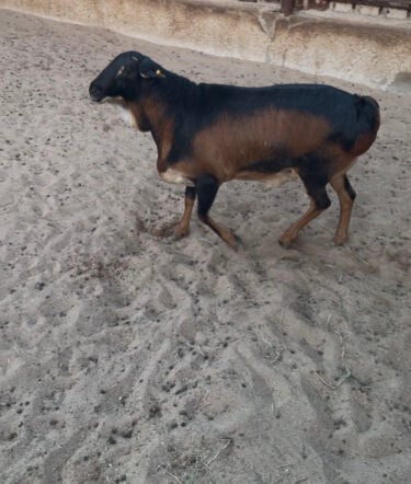 sheeb