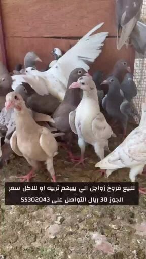 فروخ زواجل 