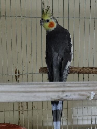 Beautiful Cockatiel Bird (Male)