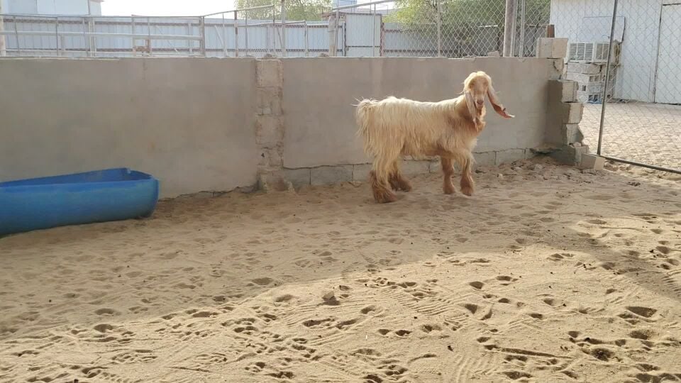 للبيع تيس عارضيه أصفر فحل حار