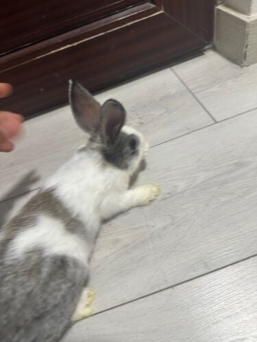 Rabbit 