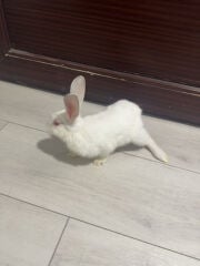 RABBIT 