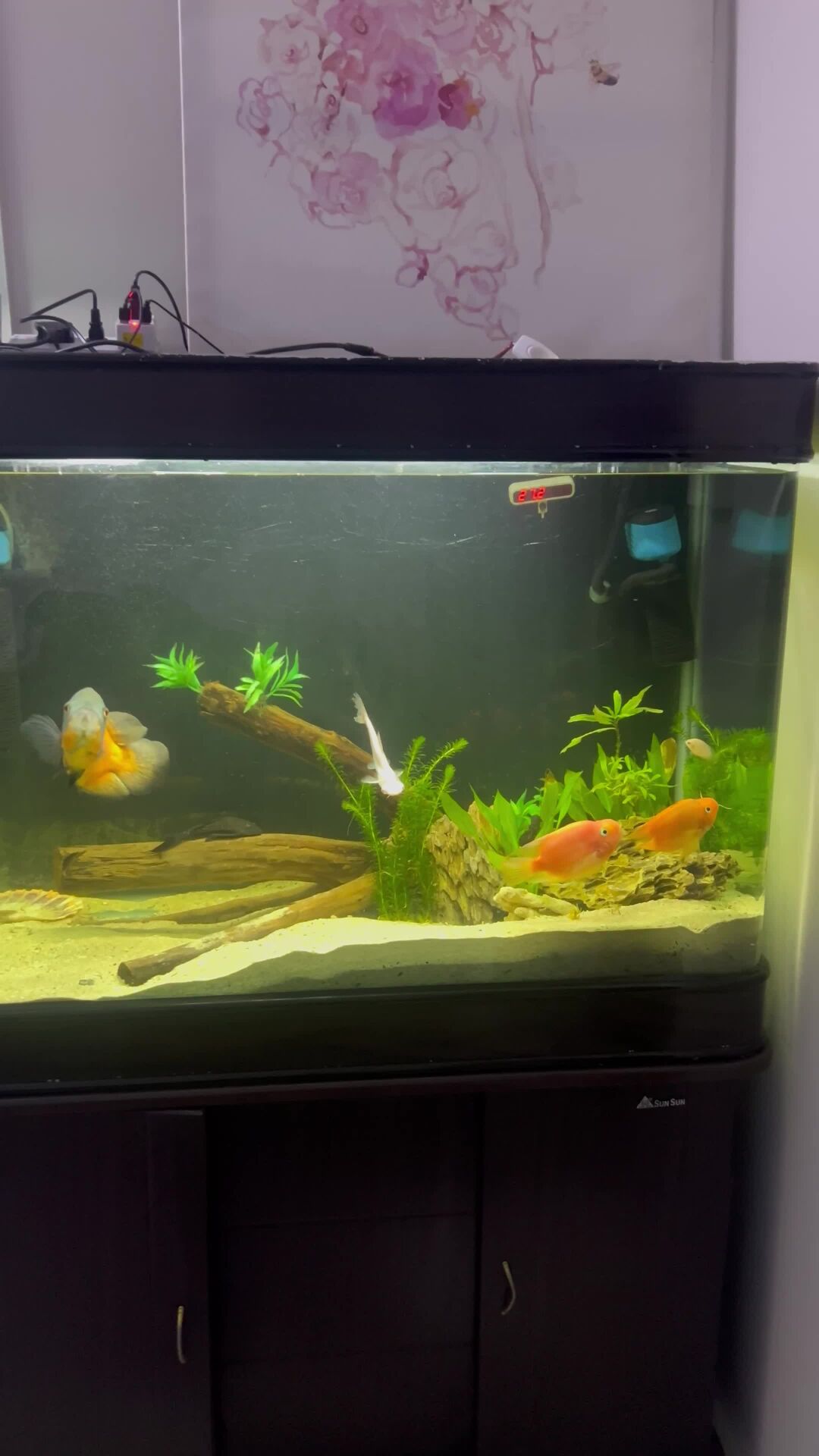 fish