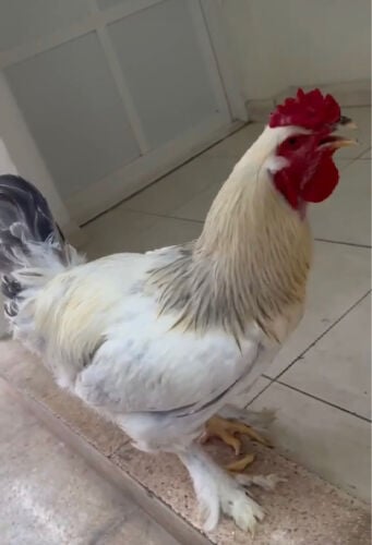 ديوك براهما