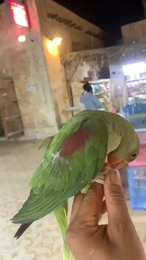 فروخ نيبالي