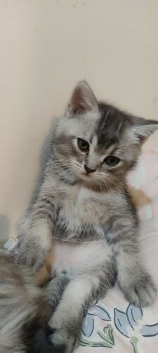British shorthair