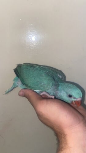 للبيع فرخ دره   ازرق 