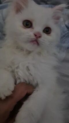 Persian 