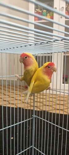 love birds