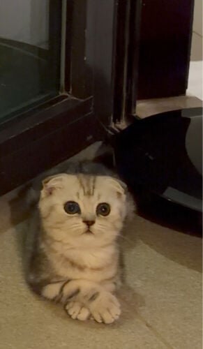 Tabby Scottish Fold Shorthair cat 