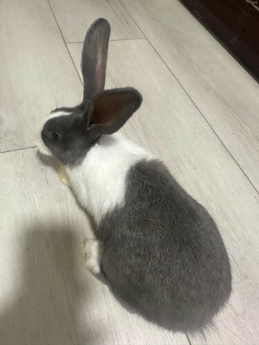 rabbit
