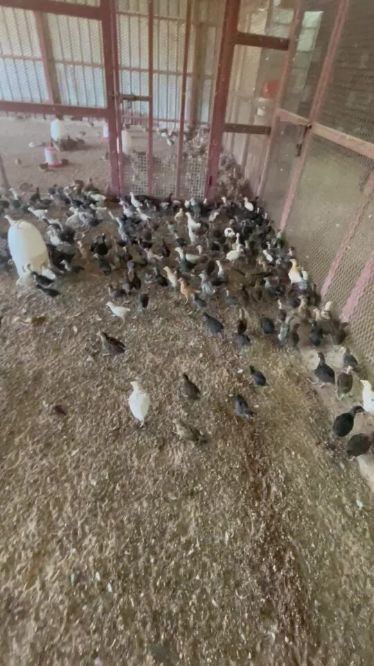فروخ دجاج للبيع