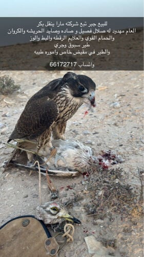 جير تبع مارا