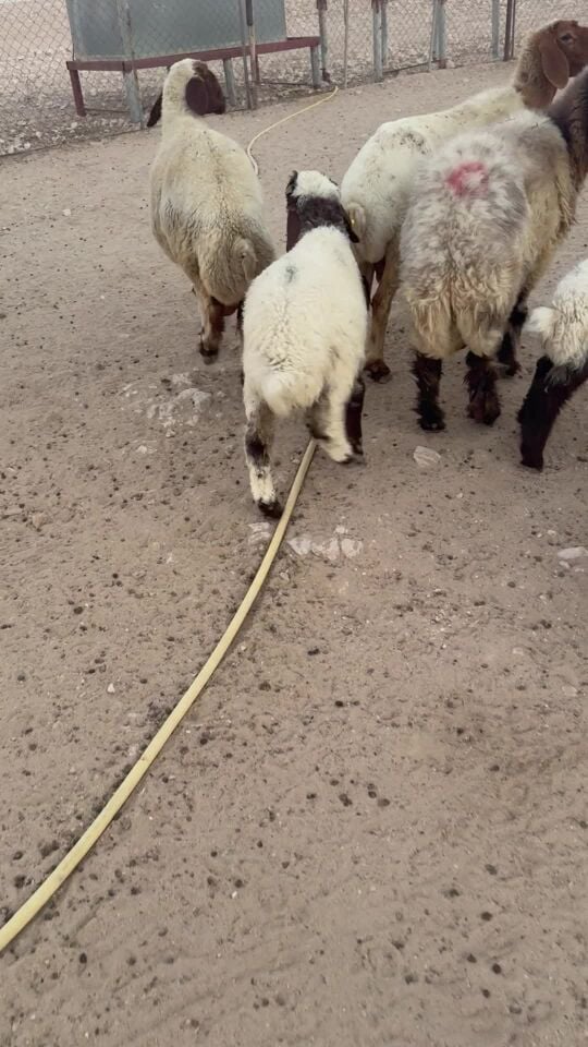 خروف لباني