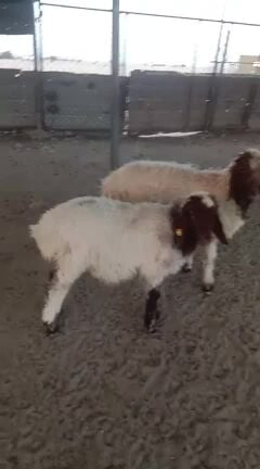 خروف لباني