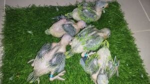 Indian ring neck parrot green