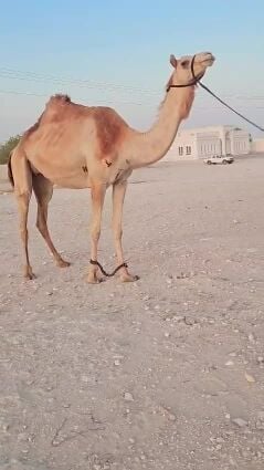 للبيع لقحه اول الوكت نوعيه