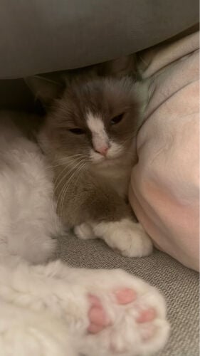 adoption ragdoll cat 