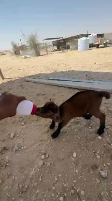 تيس القزم