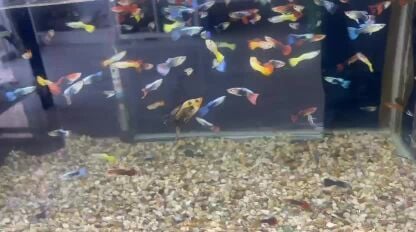 New fish