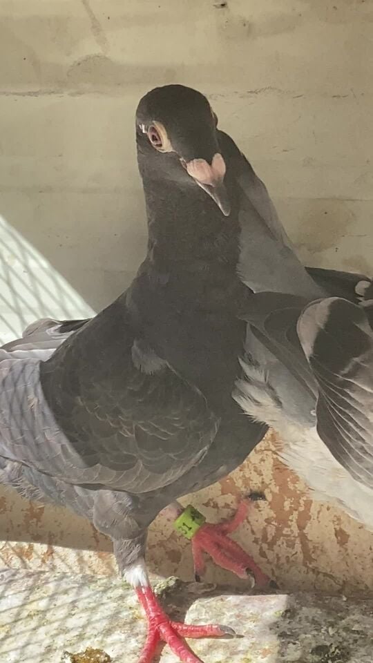 Racer baby pigeon 