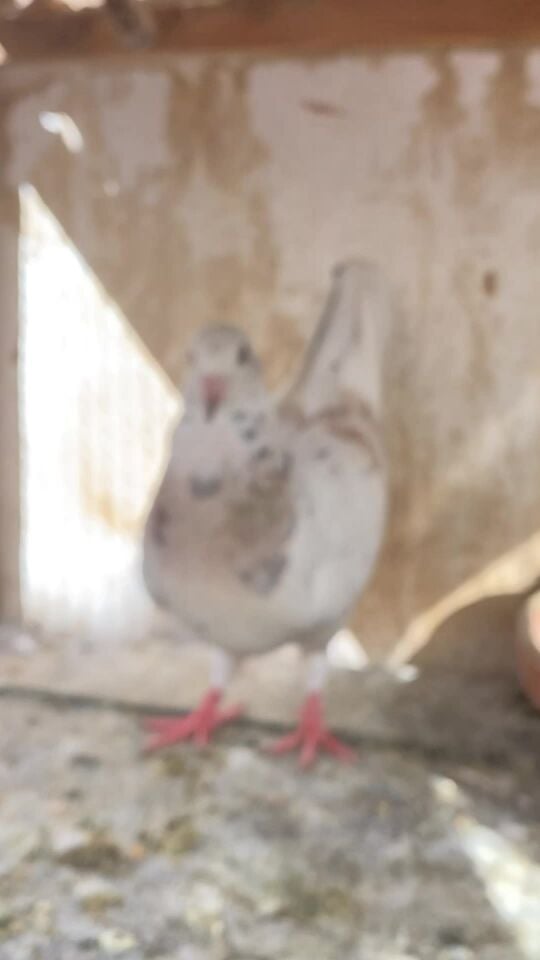 flying pigeon 